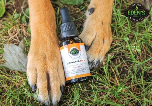 Dog holding eden's herbals CBD dog oil in his paws